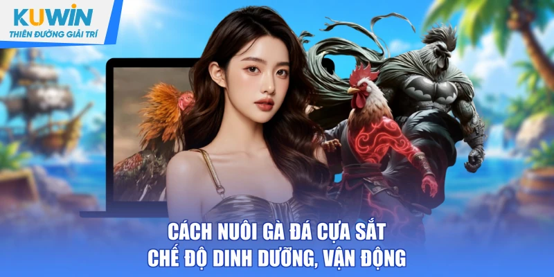 Cách nuôi gà đá cựa sắt